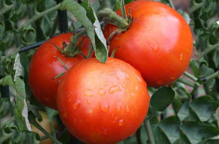 TOMATO SAMAG 1118 F1